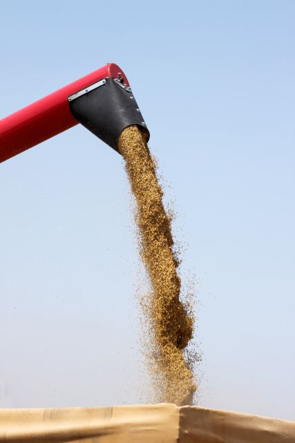 Spannmål, gröda, sädesslag, skörd, vete. 
Foto: Shutterstock