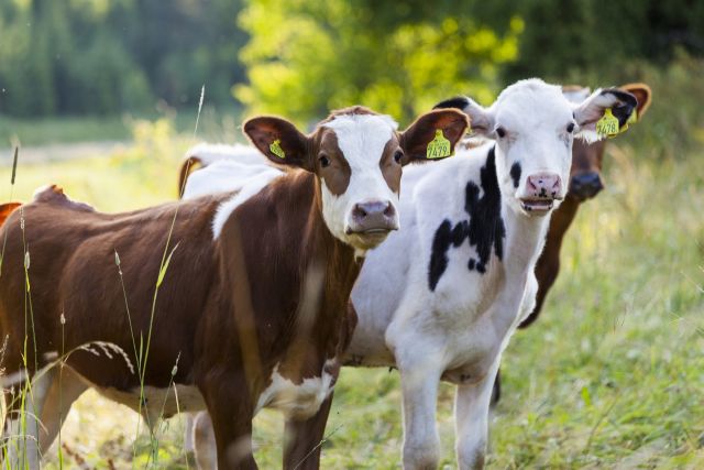 Foto: Scandinav. Kalvar på bete