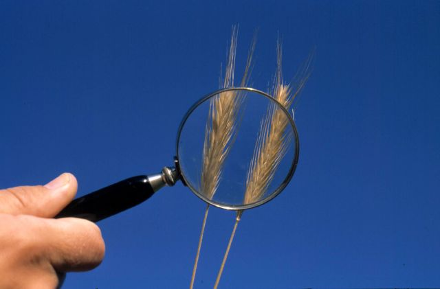 förstoringsglas, spanmål