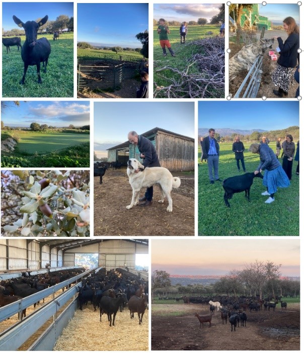 gården som besöktes. Getter. Hundar. Människor