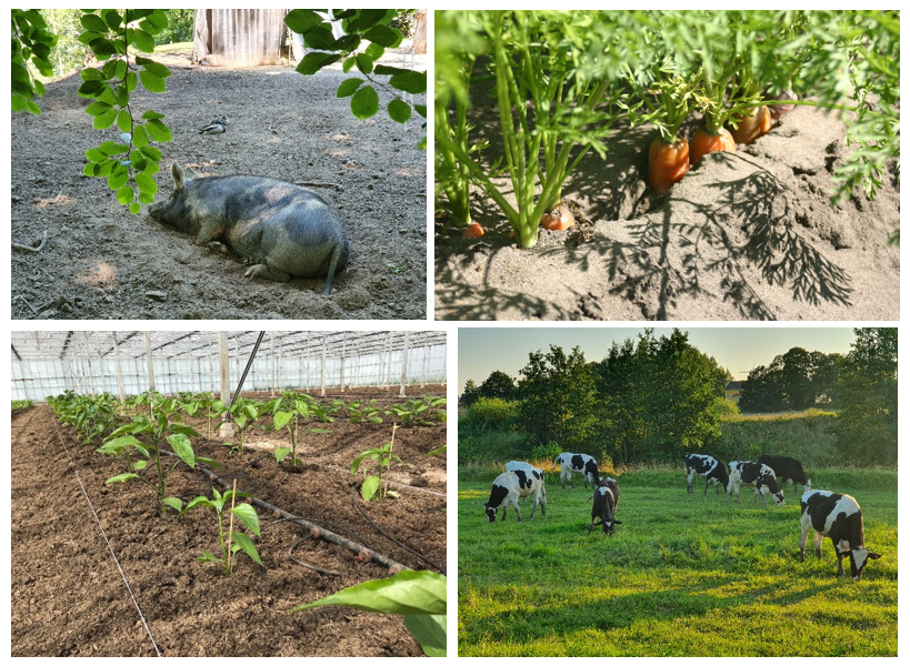 Bilden visar fyra foton, en liggande utegris, morötter som sticker upp ur jorden, växande plantor och mjölkkor på bete. 