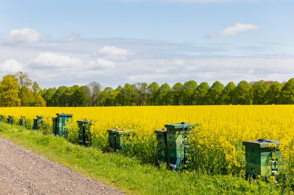 Bikupor framför rapsfält