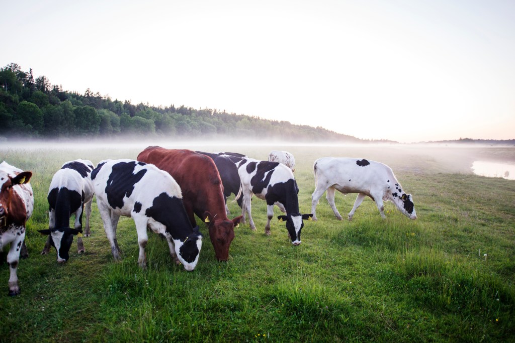 Betande kor på dimmig sommaräng. En är brun övriga svartvita, 