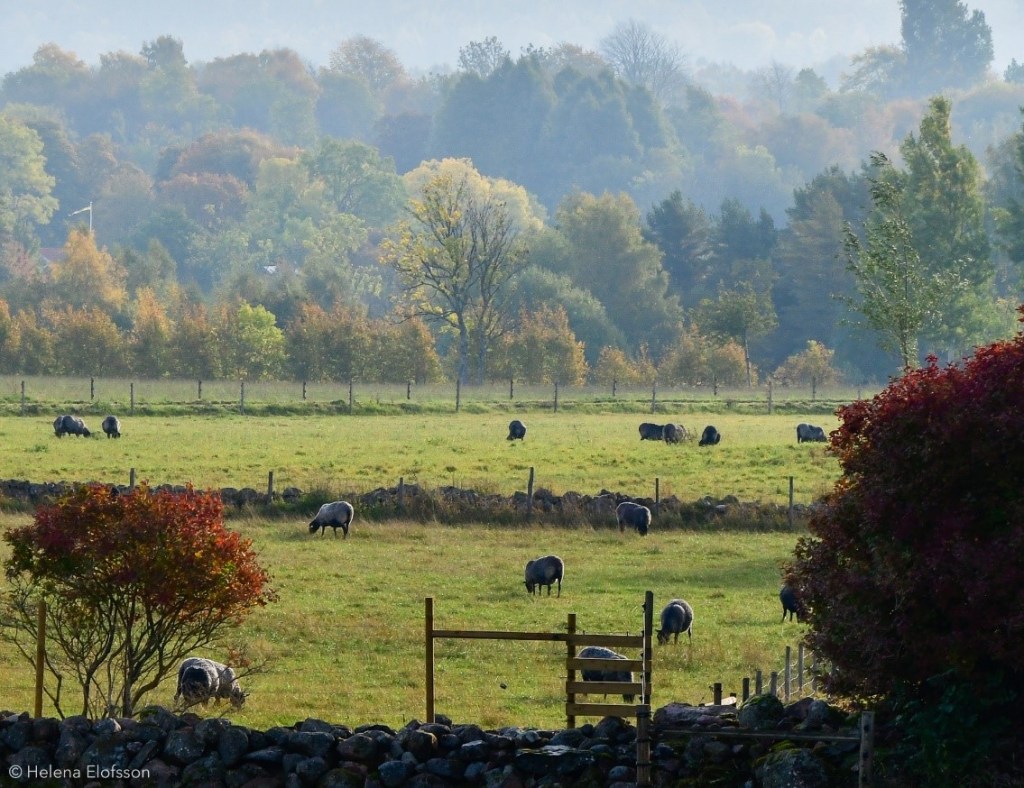 Får på bete. stenmurar. Höstbild