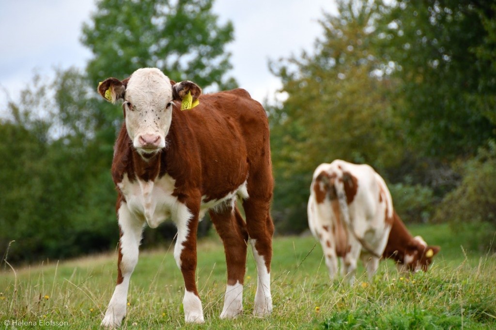 Kalv på bete. Röd och vit