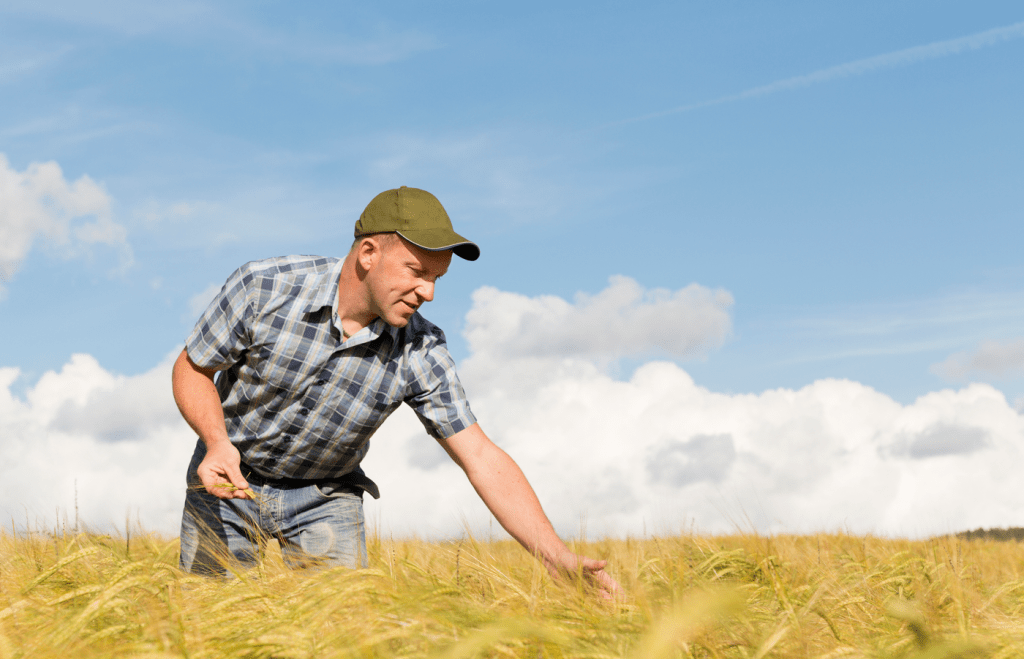 Lantbrukare inspekterar sin spannmål i fält. 