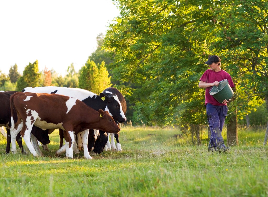 Kor på bete som får foder av en uppfödare