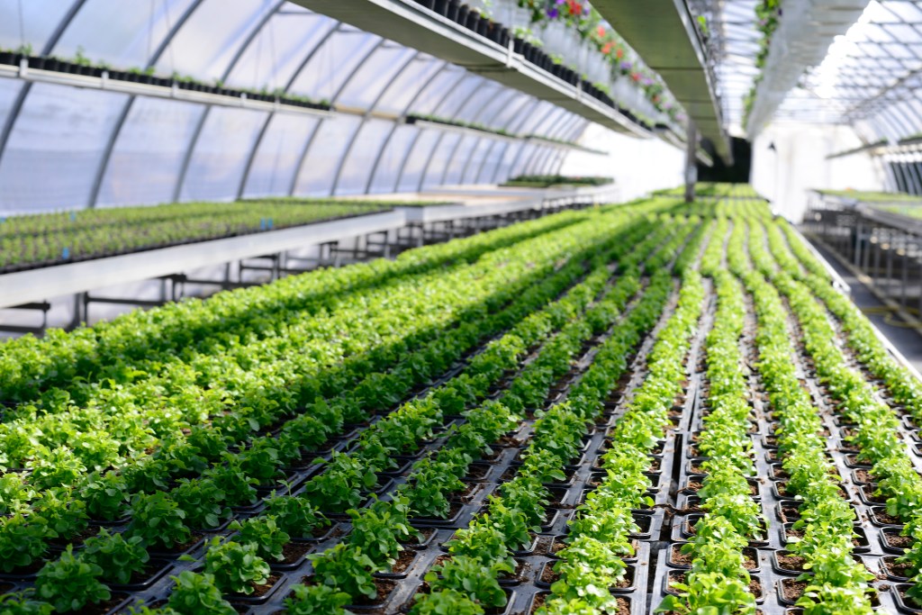 plantor i ett växthus