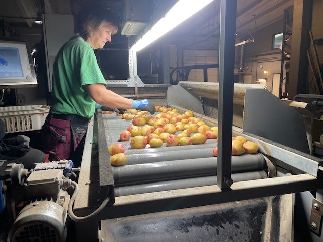 En person i packeriet sorterar manuellt bort avvikande potatis som passerar på ett rullband. 