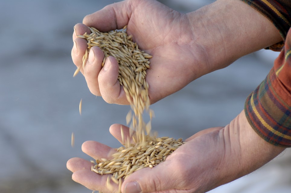 Händer som håller i vetekärnor. 