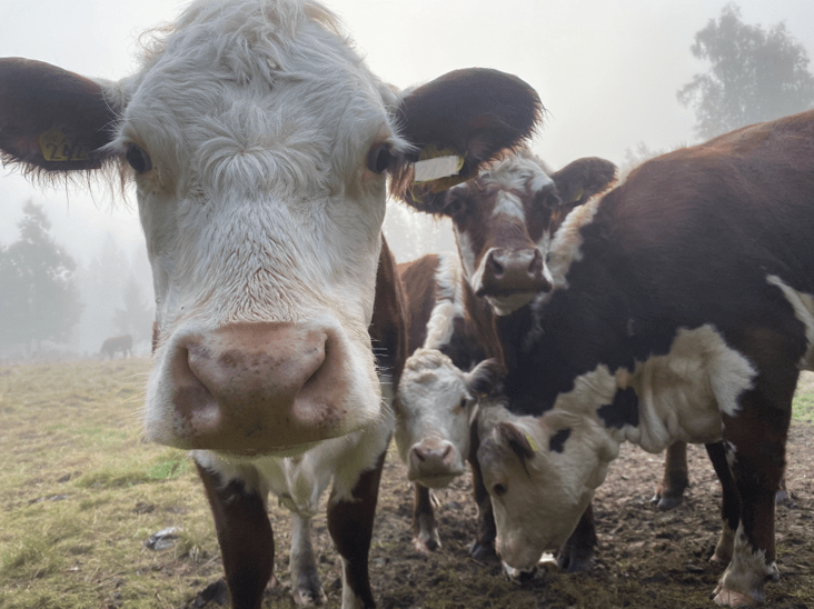 nötkreatur i hage